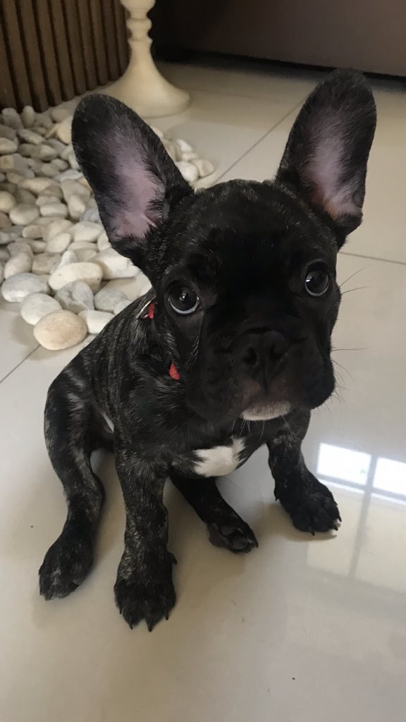 firstAid_Kit_'s tweet image. Whenever i feel like giving up i look at this picture of my dog and imagine how disappointed he’ll be if i gave up now.