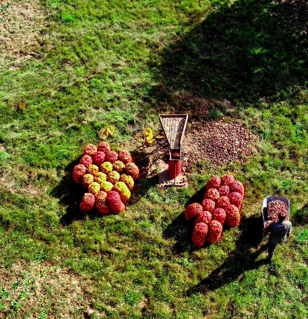 hutin1v2v's tweet photo. Vin d'arbres.
Bulles à l'horizon.
Dans le silence de son pré-verger, Maxime Haupais,
dernier jeune producteur du Cidre Cotentin. 
#Cidre #Cotentin #Manche https://t.co/lXXF5oC0Mx