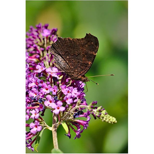 kxvdreyer's tweet photo. |Werft die Gläser an die Wand!| Trinkender #Schmetterling dort wo eben noch eine Biene war.
.
.
.
.
#fauna #insect #drinking #rüssel #snout #caughtinmotion #erwischt #makro #small #bokehlicious #bokeh #nature #lepidoptera #butterfly #wings #autumniscomin… https://t.co/rbv9V6SkkF https://t.co/AHMGRbtTf5
