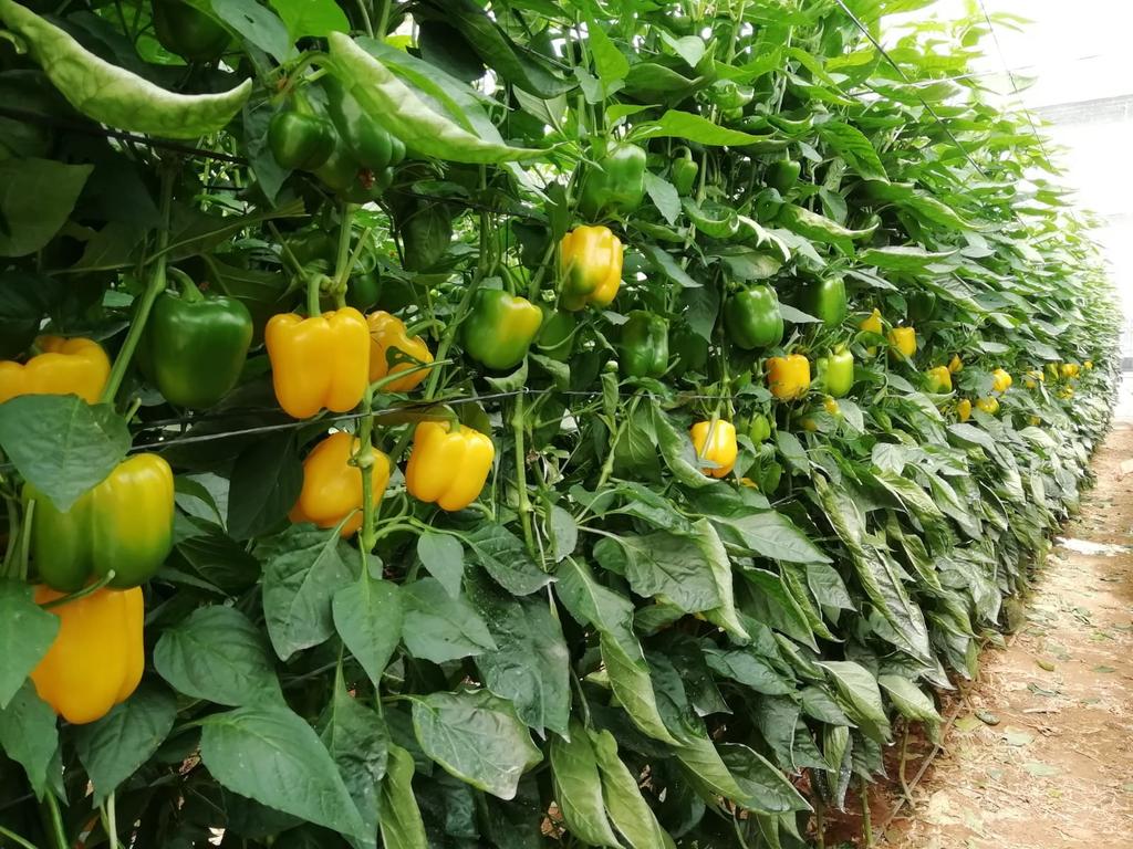 Esto si que es un verdadero DESEO!

#ElAmarilloDeClause #DESEO F1

😃👍☄