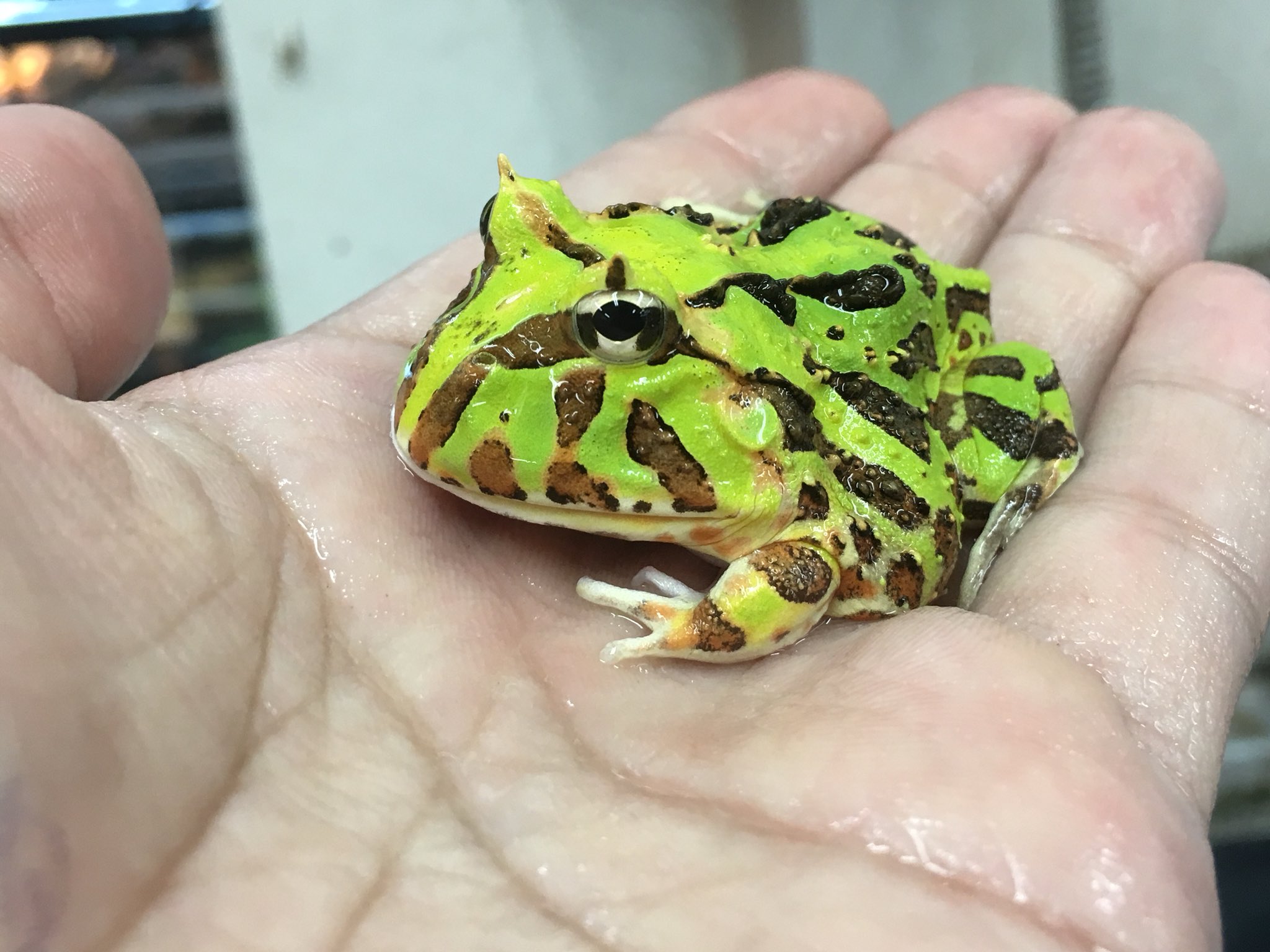 yeitao 大眼　ツノガエル　グロボーサ 最新情報 yeitao 大眼 グロボーサ ツノガエル その他 - その他