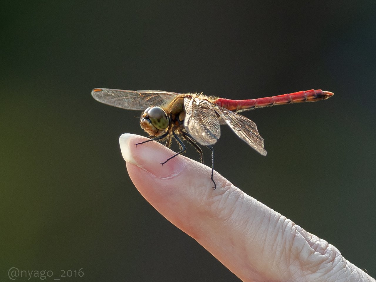 Nyago 夕方の公園 指 にとまった 赤とんぼ さん アキアカネ 赤トンボ アカトンボ とんぼ トンボ Dragonfly 昆虫 虫 Insect 秋 Autumn T Co 5k0ba5uwbo Twitter