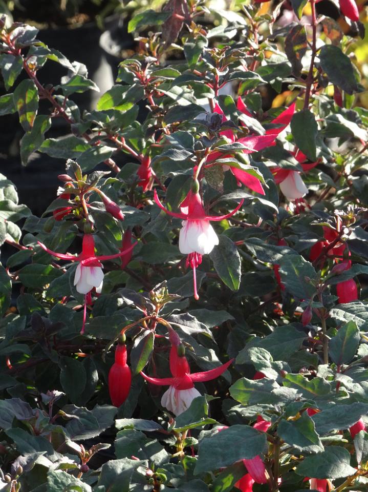 You will find that our 5L Fuchsias 'Alice Hoffman' are flowering now, with plenty more new buds visible too!

This hardy variety is an upright bush fuchsia - an elegant addition to any garden at this time of year.