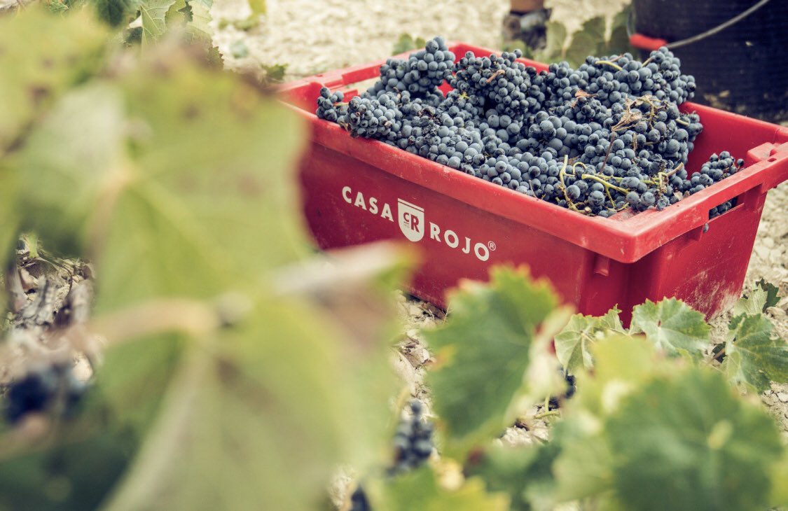 winelitevini's tweet photo. È perfetta...
#lamonastrellperfecta #winelite #winelover
https://t.co/doJEQ4RJaE https://t.co/KcBH8b1tWq