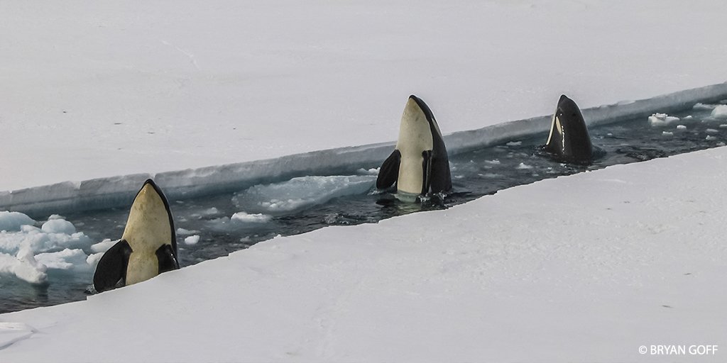 OurOcean tweet picture