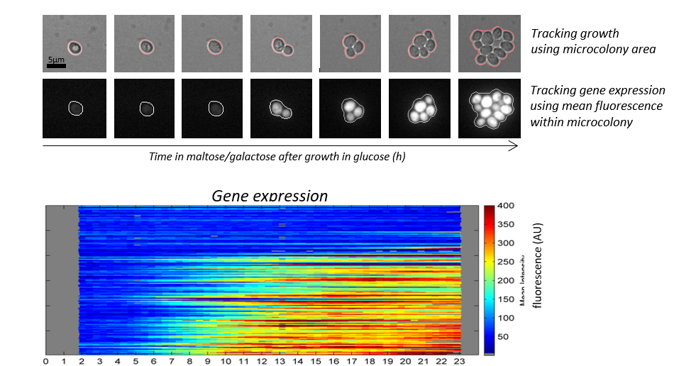 VIB_microbes's tweet photo. New publication in @eLife from the lab of @KevinVerstrepen

"Transition between fermentation and respiration determines history-dependent behavior in fluctuating carbon sources"

https://t.co/Wbn1VT9lkH

#yeast #lagphase #microbes #cellbiology https://t.co/ucNR4MCTnS