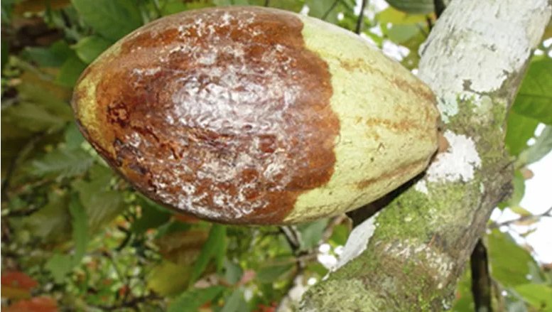 petermoonBR1's tweet photo. reportagem Globo Rural sobre pesquisa genética do grupo de nossa cliente Anete Pereira de Souza @anetepsouza, Unicamp
https://t.co/4bvCnfiBVa
#cacau #cacaueiro #podridãoparda #vassouradebruxa #Phytophthora #melhoramentogenômico #unicamp #ceplac #theobromacacao #genéticadeplantas https://t.co/YMmvTj9Tis