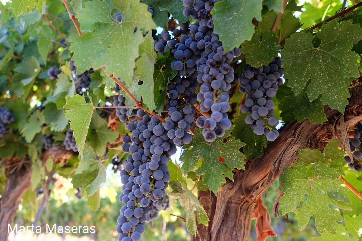 mmaserasf's tweet photo. Cabernet Sauvignon D.O costers del Segre, el millor vi 2018. Vinyes del celler @analec1. 
#docostersdelsegre #urgellturisme #aralleida #adnlleida #nolec #aralleidawine #ThePhotoHour #photography #photooftheday #500pxrtg https://t.co/74upqlIPbM