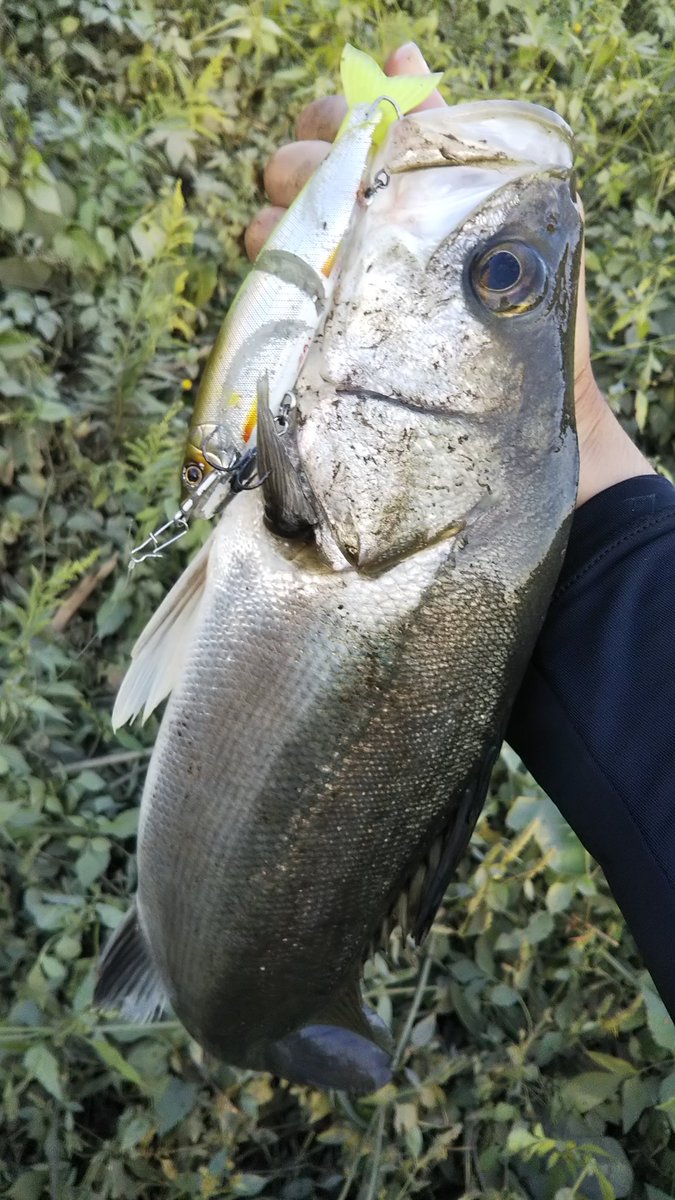 Dai さいたまの鴨川 新河岸川でジョイクロ128を使ってデイシーバスに行ってきました 久しぶりにやって地元シーバス面白い