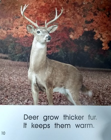 I Notice Animals in the Fall (KT01647) medialibrary.btboces.org #btsls