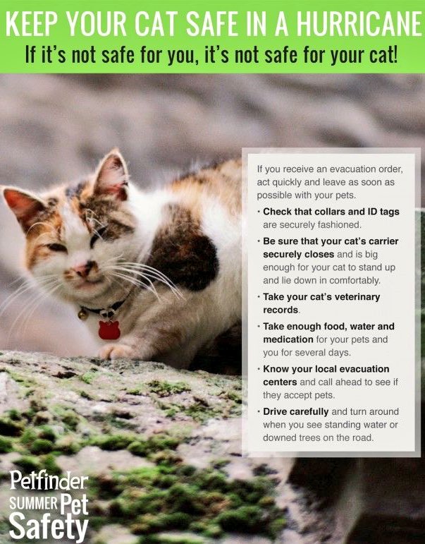 GeneralCattis's tweet image. Please take your animals with you when evacuating for #HurricaneMichael. Don’t make them ride out this powerful Cat 4 storm afraid and alone. 
#HuricaneMichael