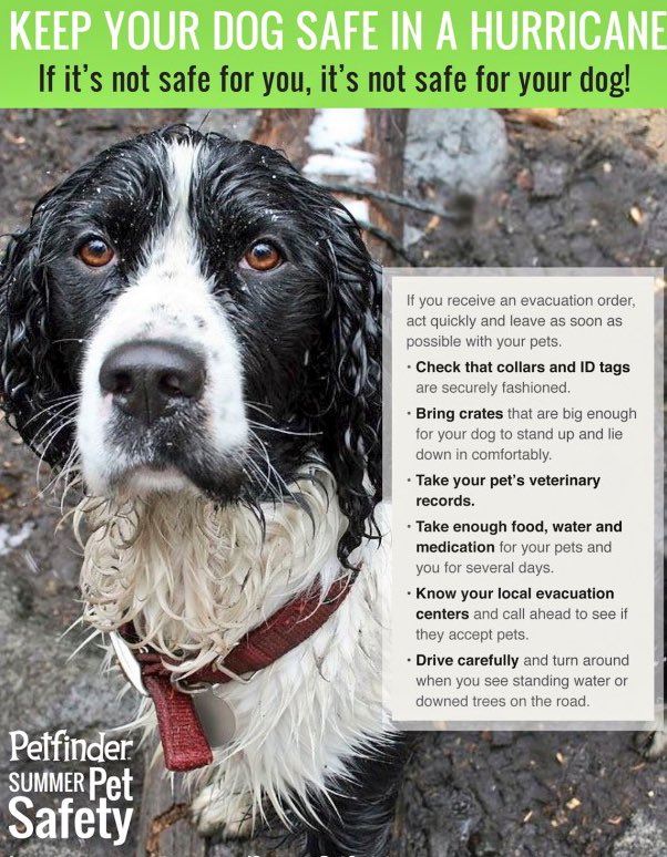 GeneralCattis's tweet image. Please take your animals with you when evacuating for #HurricaneMichael. Don’t make them ride out this powerful Cat 4 storm afraid and alone. 
#HuricaneMichael