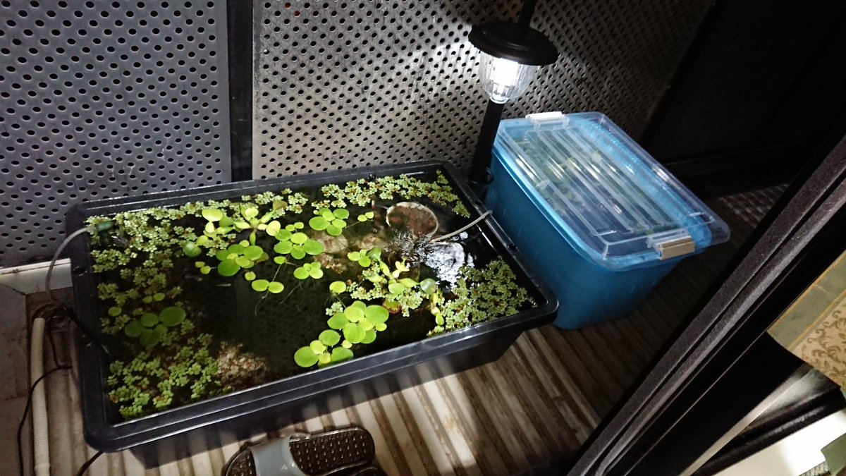 アクアマン V Twitter 突然の雨 クリップライトと蛍光灯は 防水仕様じゃないので仕舞った 充電池を交換して ソーラーライト点灯 これはこれでいいじゃない そして 先程ホムセンで購入した収納ケースの 蓋の出番だ 楊貴妃ビオに雨水は入れさせないぜー 青