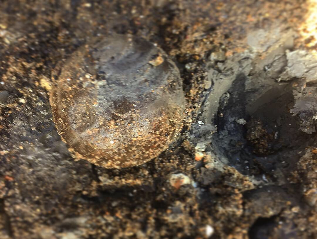 Rothersman's tweet photo. Today’s find is another 18th Century 12pounder iron cannonball .! I can’t seem to stop finding these lately. I’ve actually lost count of how many I have . #thameslarker #fullmudlark #londonmudlarks #river #thames #london #england #british #foreshore #mudwalker #martimehistory https://t.co/xqrMpjoWWh