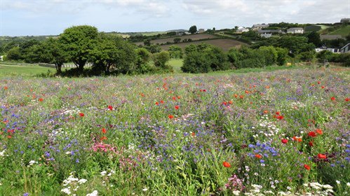 We’re transforming 30 town spaces in Camborne, Redruth, Hayle, Penzance, Pool, Bude and Saltash into havens for wildlife 🐞🦉🐝🐁🦋🐿️

Find out more about this project here - ow.ly/DAMe30m6OLl