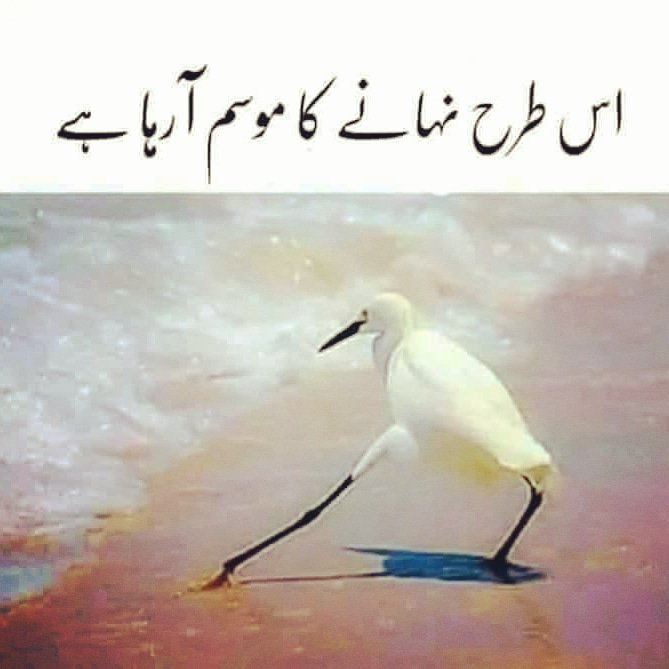 Zainab Qayoom~ZQ🇵🇰 on Twitter: Zainab Qayoom~ZQ🇵🇰 on Twitter:
