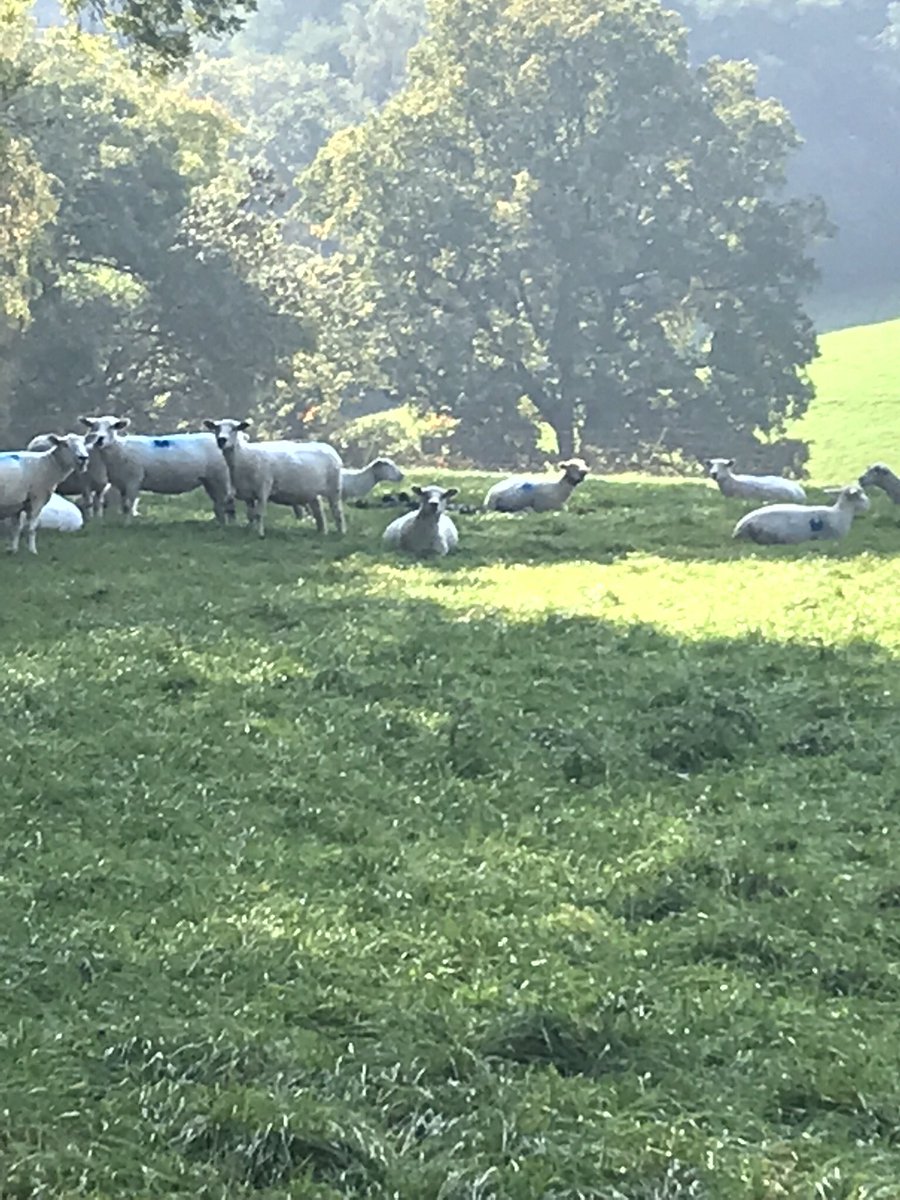 pipermartyn1's tweet photo. Shorn #nzromneys enjoying a bit of shade!! #autumn18 #sheep365 https://t.co/7BoxNoVkTQ