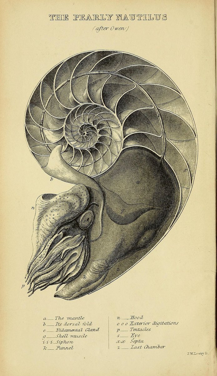Bhl Here The Sciart In Owen S Monograph Left In Bhlib Via Silibraries T Co tqtbdtvr Alongside That In A Manual Of The Mollusca Right In Bhlib Via Mayrlibrary T Co Suifbxbxow Cephalopodawarenessdays