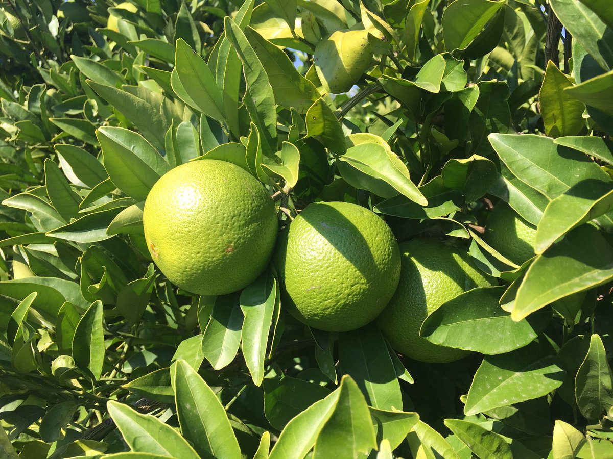 francofera's tweet photo. Visita al campo de cítricos en Corigliano Calabro y Rocca Imperiale #Nucif #ErasmusPlus #Uniba #Eacea #Calabria #Puglia #Basilicata https://t.co/hYNABfTyBO