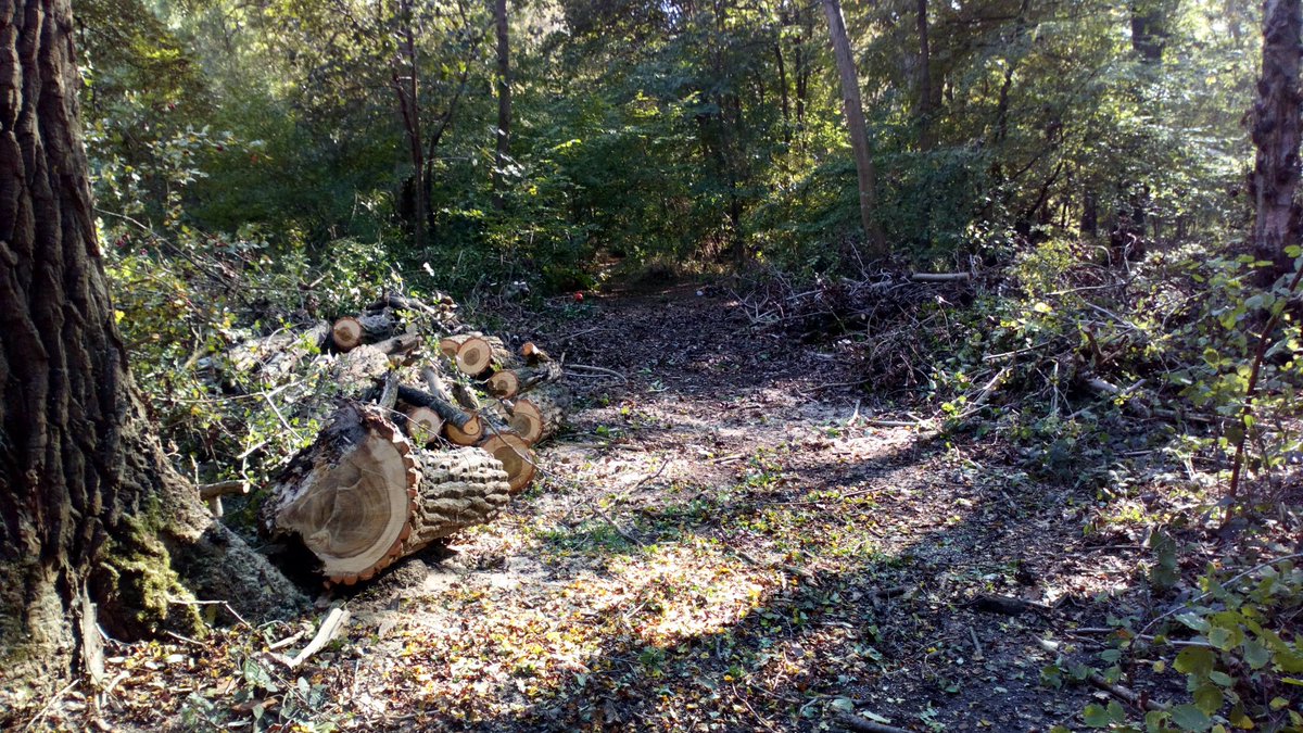 NorfolkTrails's tweet photo. We've cleared the tree and made the route accessible once again! #BoudiccaWay #trees https://t.co/9satyaRAgm
