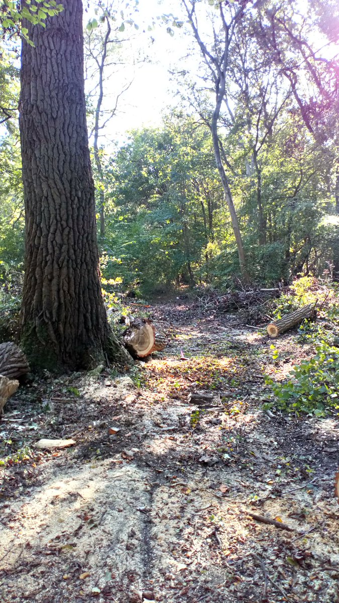 NorfolkTrails's tweet photo. We've cleared the tree and made the route accessible once again! #BoudiccaWay #trees https://t.co/9satyaRAgm