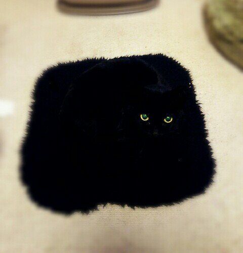 忍者cat #猫 #ねこ #cat