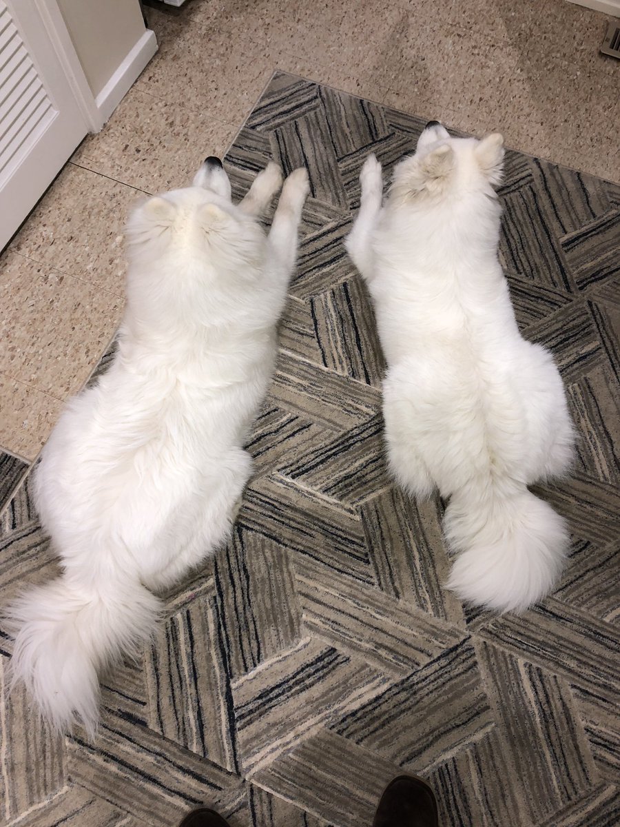HuxleySamoyed's tweet photo. Dear Diary: Day 174. Some people can’t tell me apart from my mum @FeyaSamoyed - can you? It must be because we wear the same outfit 😂

#drop #twinning #identical #mumandson #nofilter #ahzupuppies #ahzusamoyeds #samoyeds #samoyedpuppy #samoyed_feature #dogoftheday #dogsoftwitter https://t.co/GM9rY2UaUN