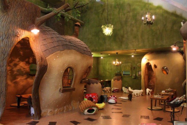 Cat Cafe Tour! - TakeMeTour