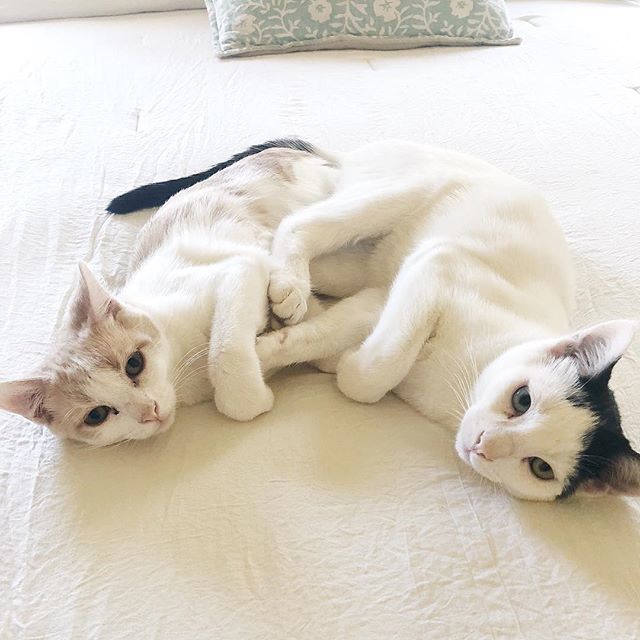 MDAStudio's tweet image. Luna lu &amp;amp; pidgy widge aka the pretzel sisters having an afternoon nap on my bed. Love these 2 former barnyard cats now under house arrest 😂 #catsofinstagram ift.tt/2pI6uaa