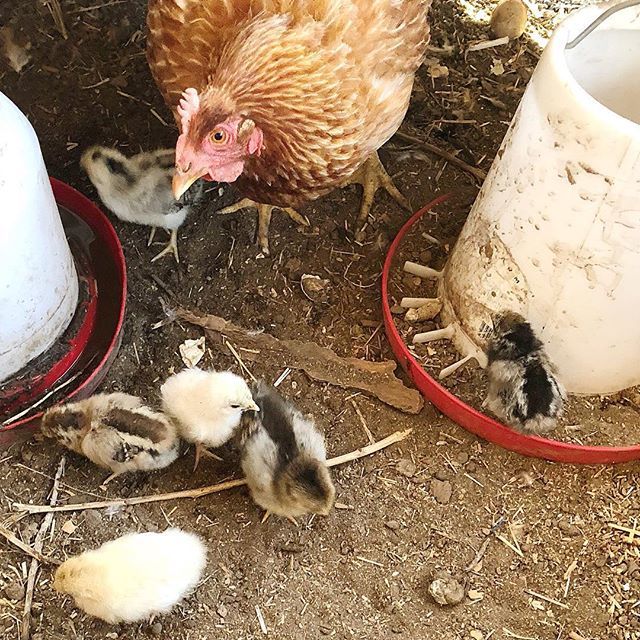 MDAStudio's tweet image. The Koegies farm just hatched their first official set of babies ❤️❤️❤️ #proudmomma they are an assortment of barnvelders Rhode Island Red Easter eggers and Orpington buff like mama #homesteading ift.tt/2INF0bJ