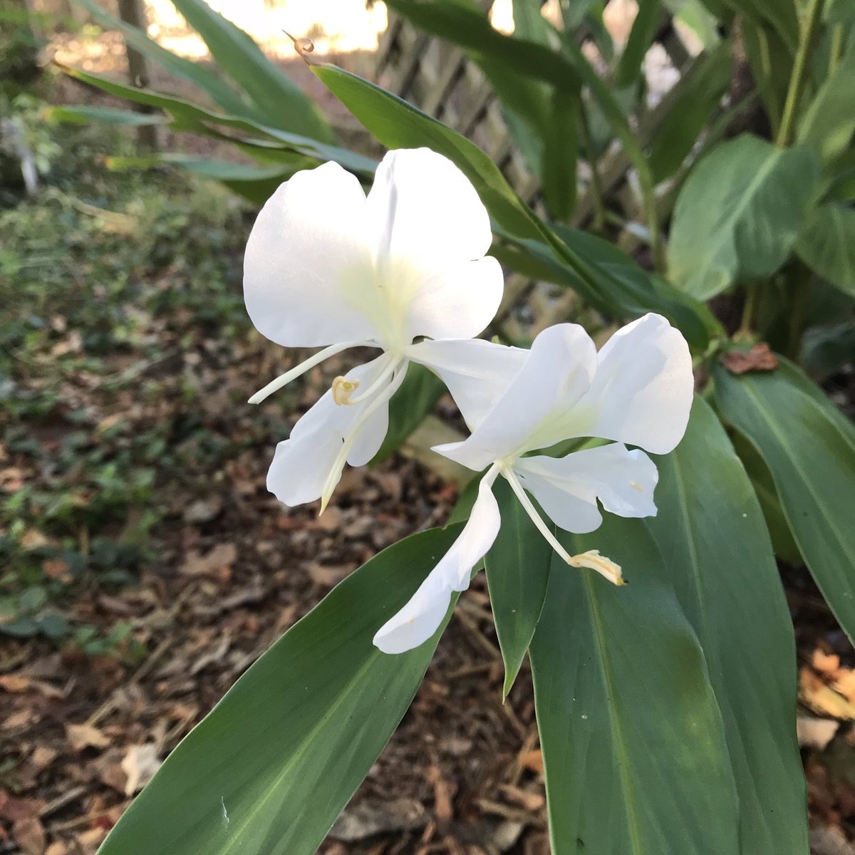 Tea4Elly's tweet photo. 🌿Ginger🌿flOwers #myfavourite #finallymyginger 🌿 https://t.co/LGlY7l2tUM