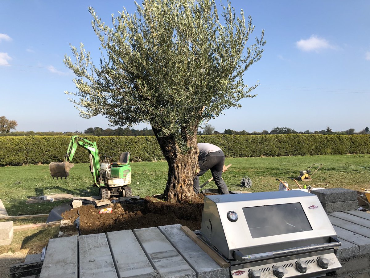 AlanRudden's tweet photo. This stunning mature Olive being planting today on one of our projects https://t.co/V69WOkUNrl
