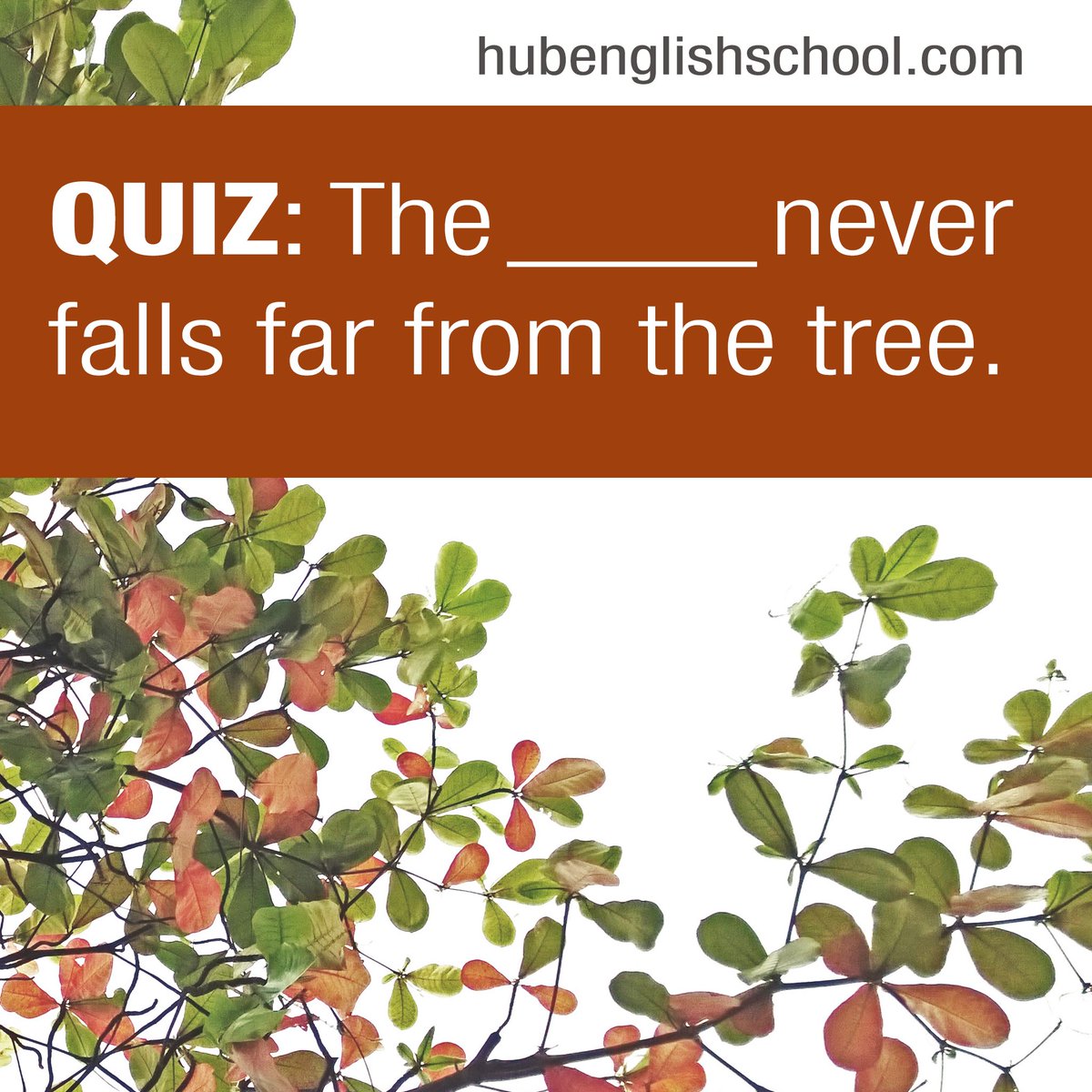 TheHubEnglish's tweet image. QUIZ: The ____ never falls far from the tree. A) chestnut B) banana C) apple.
...
...
...
The correct answer is C) apple! Did you guess correctly? 🍏 #esl #hubquiz