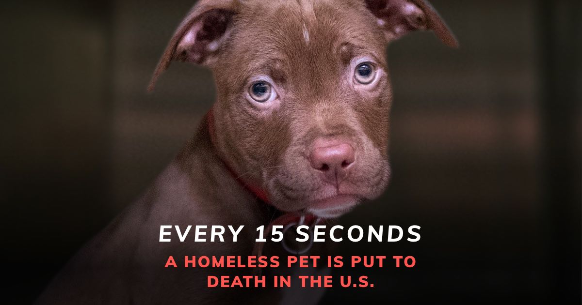 AnimalLeague's tweet image. Every second counts for a #homelesspet. Help me &amp;amp; @AnimalLeague stop the slaughter—RT this fact to remind everyone to #adoptdontshop &amp;amp; join the #nokill fight to save lives: bit.ly/_No_Kill