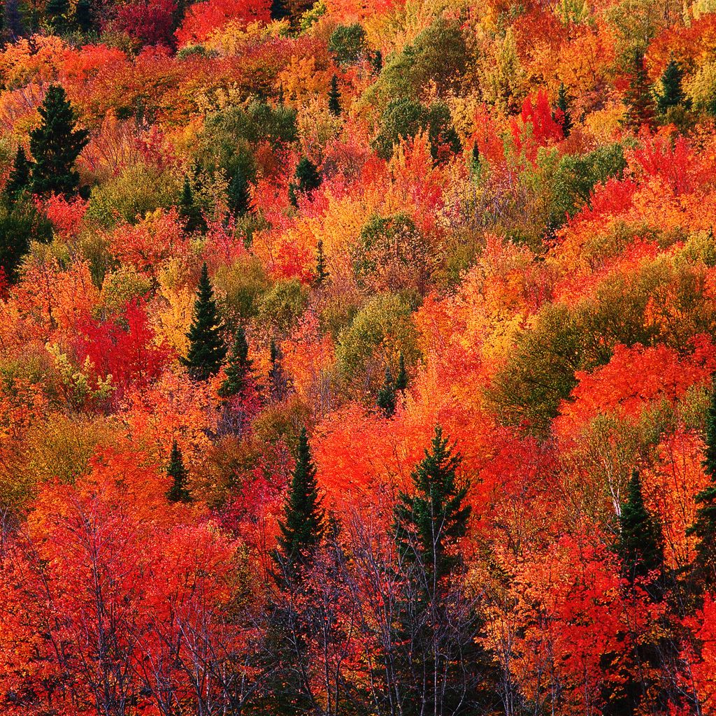 SocalHomeRefi's tweet photo. Colors of Autumn #uciirvine #californiadoctors #ocdentist #ocdoctors #biola #berkley #ucla
#moviescenes #movies #interiordesignmag #lux.interiors #interiordesignideas https://t.co/ljkzWRpreN