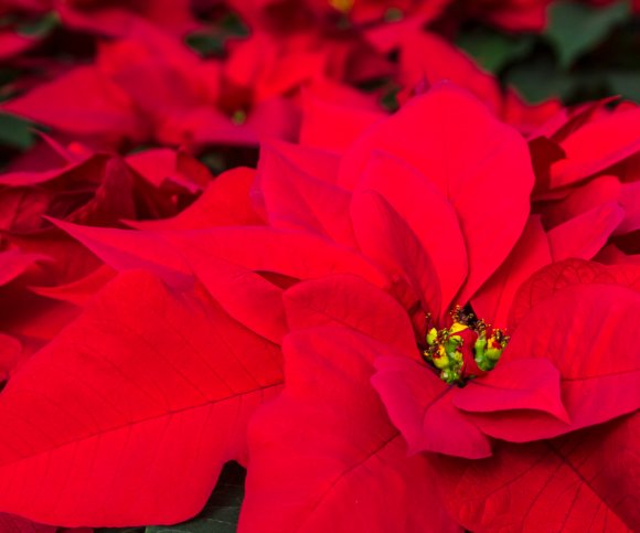 American_Hort's tweet photo. Christmas is Coming! Are You Ready for Poinsettias?

In this AmericanHort Webinar, learn tips and tricks that take some stress out of poinsettia season from interior plantscaper, Vicky Cate; Evergreen Interiors, Inc. https://t.co/6WY8hH7RV7 https://t.co/RdKnuSpZv0