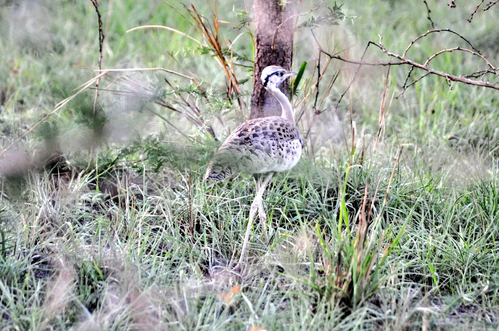 #365DaysOfFieldwork in #Africa 69/365: mysterious #bird try to sneak away from our #fieldwork site. Can anybody identify the species? #ethnopharmacology #ethnobotany #ethnoentomology