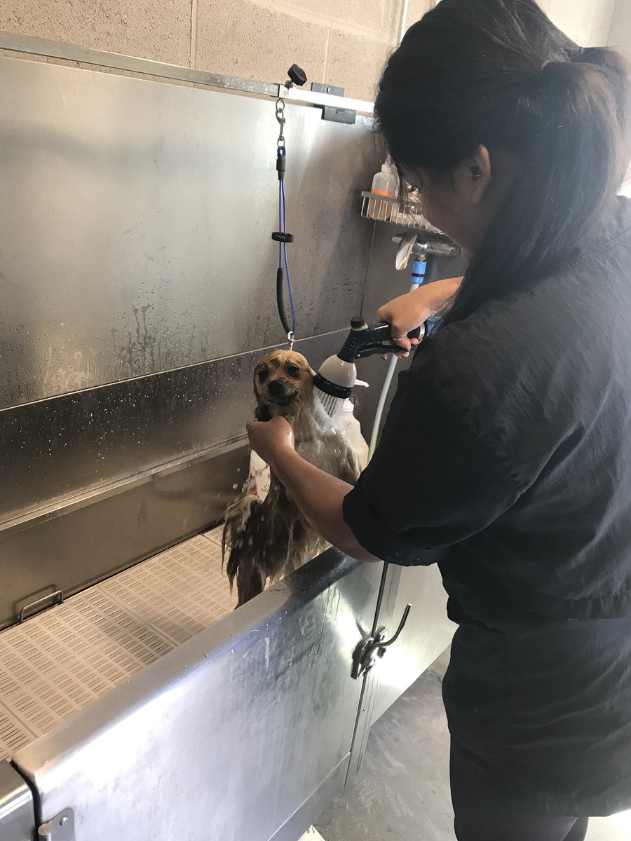 #petsmartgrooming volunteer work at local shelter. @LifeatPetSmart @petsmart <a href="/PetSmart/">PetSmart</a>_DaveK  <a href="/CarrieVillani/">Carrie Villani</a> <a href="/ashleybeltz84/">Ashley</a>