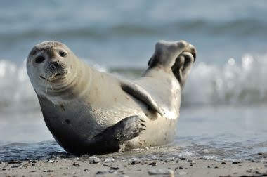 pathfinderssar's tweet photo. seal part 1 https://t.co/t44ZpofUTl https://t.co/qRSGtHw7H9