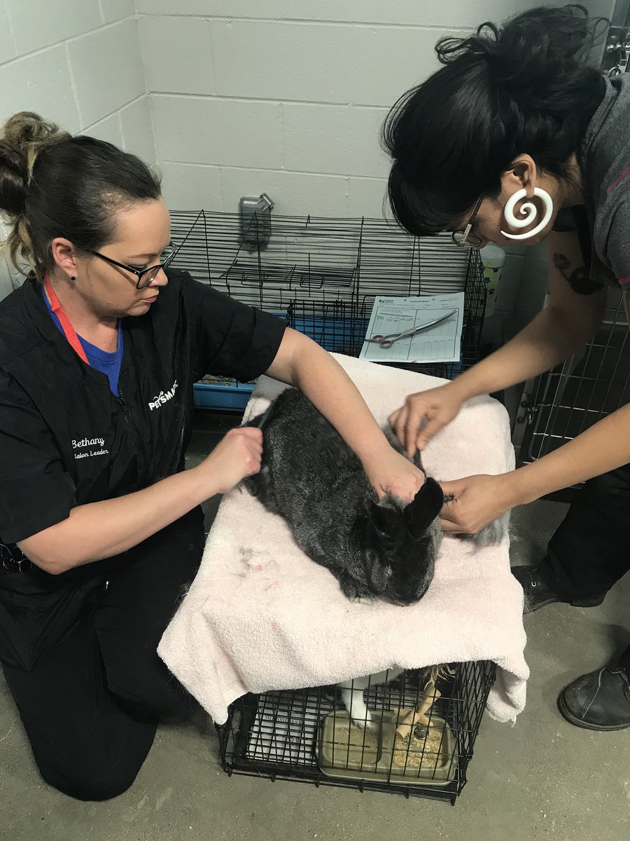 #volunteer #adopt #BeTheDifference Kitten and bunnies needs grooming too! @LifeatPetSmart @petsmart <a href="/PetSmart/">PetSmart</a>ChariTs
