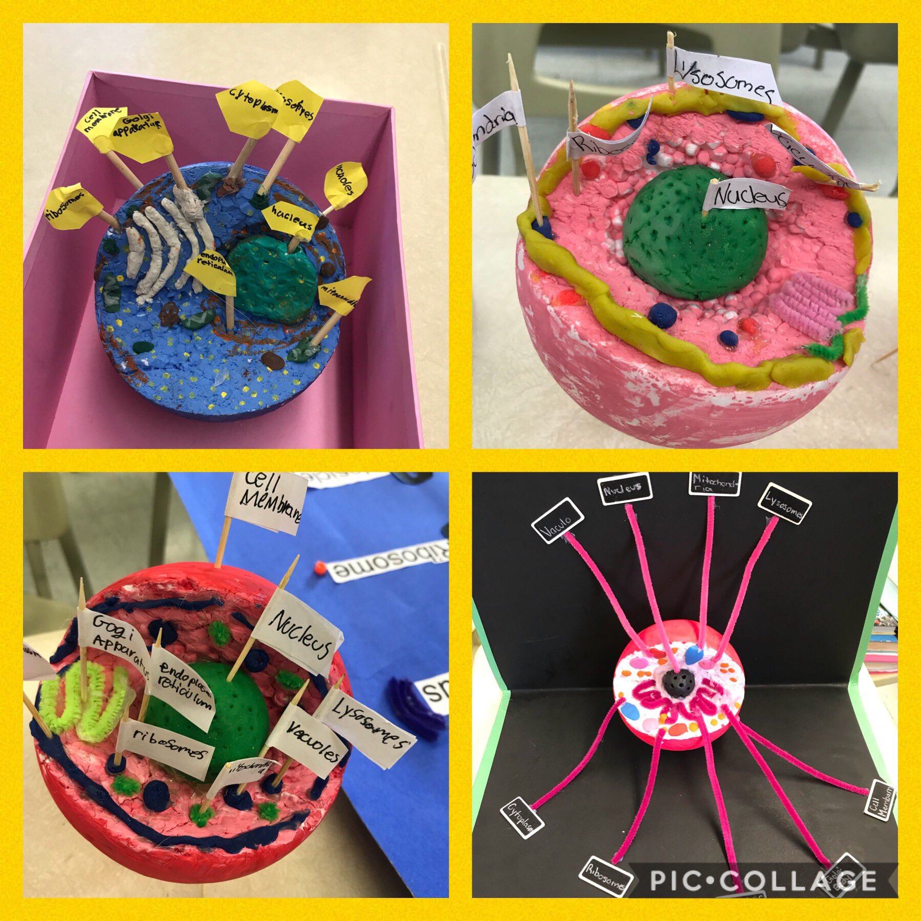 Animal Cell Project 3d Labeled DpK9AEZUwAEKMVD Large