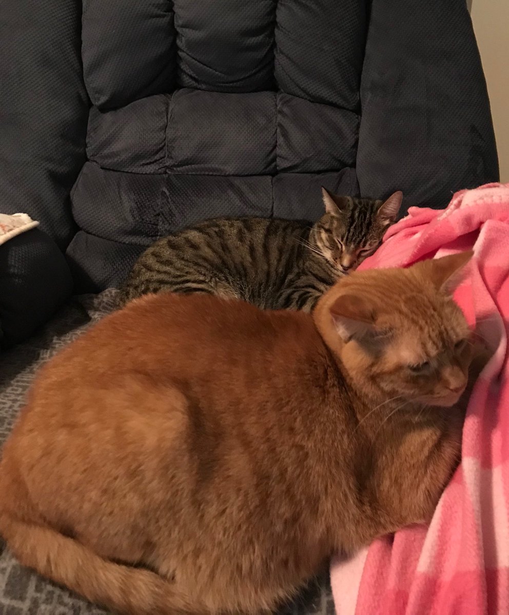 BradleyCat1's tweet photo. Mommy left for an appointment so we took her seat! #KeepingItWarm #FIV #DontFearFIV #FIV- #AdoptDontShop #RescueCats https://t.co/Xv5vAFOHyt
