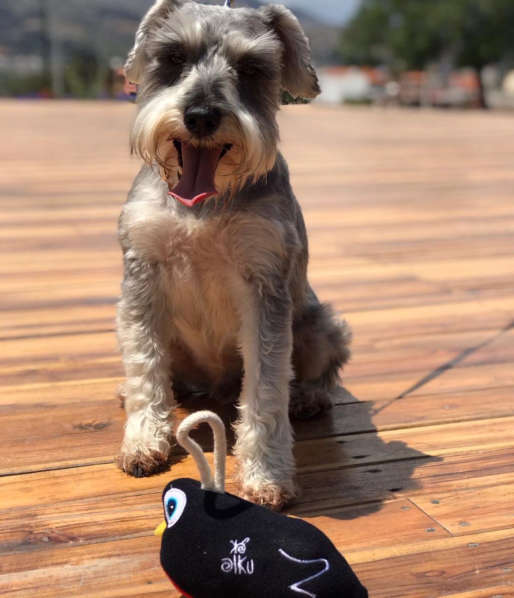 Buscamos reducir el impacto ambiental con productos que fomenten una conciencia verde🍃

Nuestras mascotas se merecen siempre lo mejor 🐶🐾

#FelizMiercoles #hoy #Actualidad #MedioAmbiente #quito #Ecuador #Mascotas #alku #diversión #Galapagos #nuevacolección