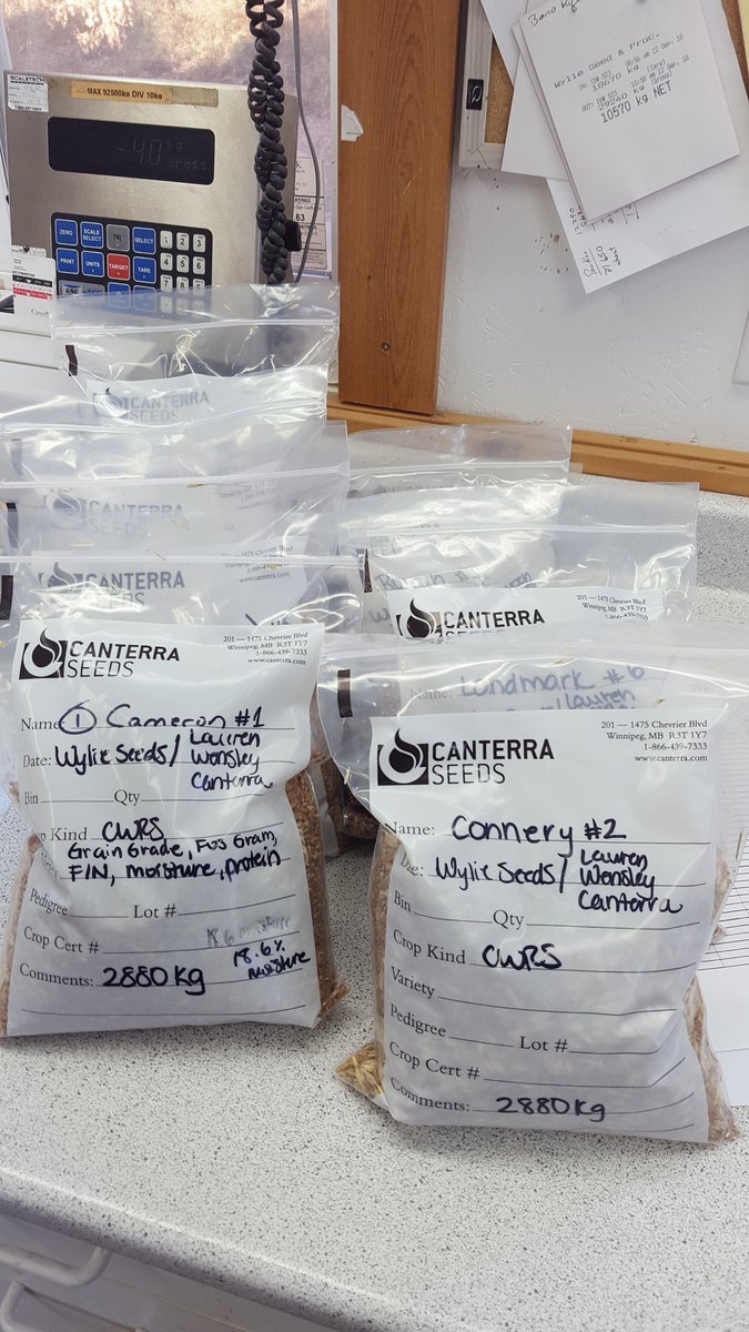 SeCanLauren's tweet image. U might b a #SeedNerd if these #Wheat #Trial18 samples for grading r the best part of your day 🤓 also Seed Rep of the Year goes to.... #breakfastofchampions #AACConnectThePlots stay tuned for results!!