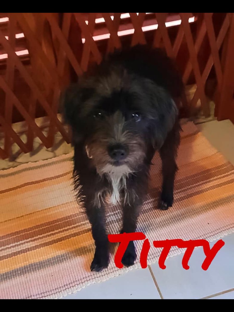 CanuzziE's tweet photo. Loro sono Spillo e Titty...
Guardateli... non credete siano meravigliosi?
Anche loro frutto di un abbandono, anche loro erano in strada.
Chiamate per loro!
Condividete!
#dog #dogs #cane #cani #canuzzi #Adoption #adoptdontshop #AdoptDontShop #AdoptaNoCompres #love #animals https://t.co/gmd4Cs1DH9