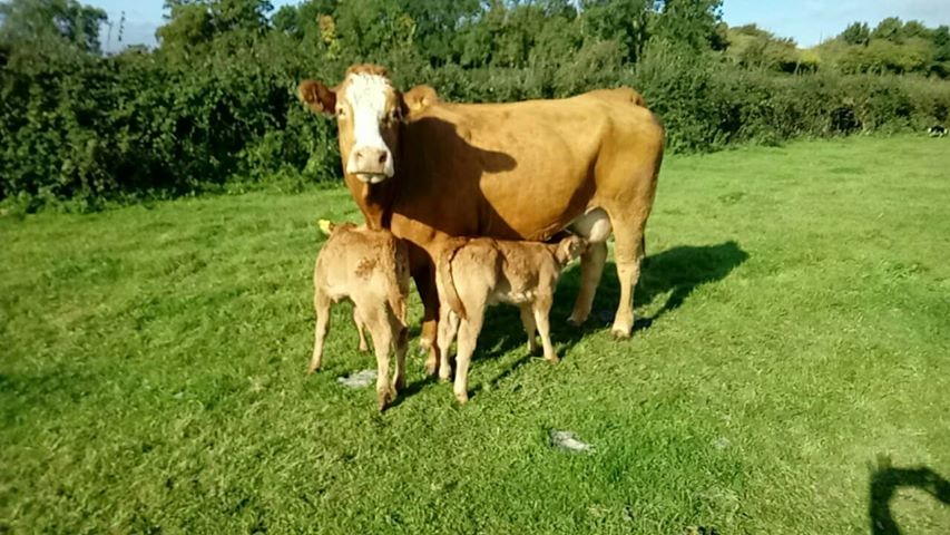 GenusABS's tweet photo. Thanks to Sam Millard for sending in these photos of a proud mother and her twins sired by Lodge HAMLET! 
Two absolute crackers!

#ProvenToBeTheBest #HasToBeHamlet https://t.co/6FDSiHcTzW