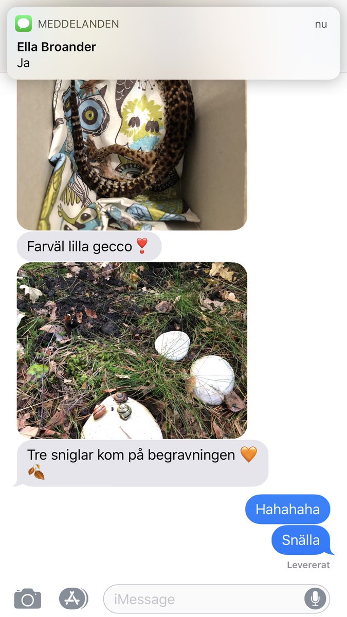 emmalantzz's tweet photo. Vet inte om man ska skratta eller gråta haha.. (Min brors geckoödla, 21 år gammal, varit blind och döv i 5 år). Tur att hon fick en fin begravning! https://t.co/96UzSWGOdm