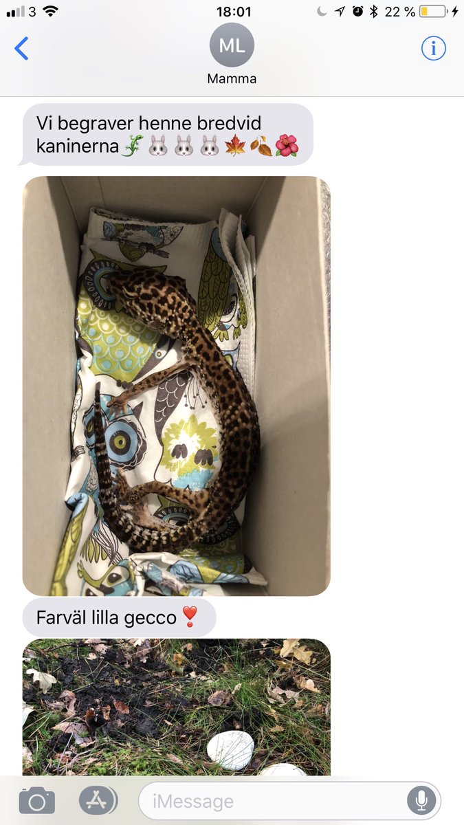 emmalantzz's tweet photo. Vet inte om man ska skratta eller gråta haha.. (Min brors geckoödla, 21 år gammal, varit blind och döv i 5 år). Tur att hon fick en fin begravning! https://t.co/96UzSWGOdm