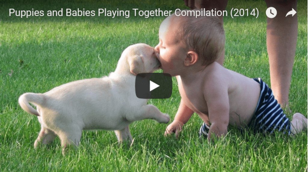 doggybnb's tweet image. Here is the cutest compilation of #puppies and babies. Enjoy! 
buff.ly/2ysXGJ0 #cute