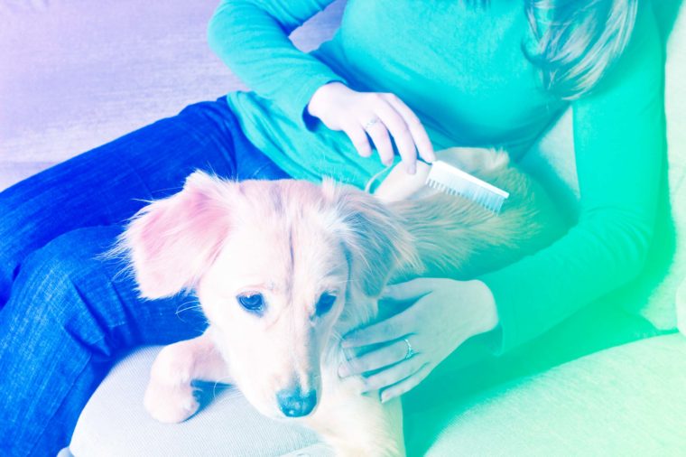 LaundRConcierge's tweet photo. Dryer Sheets as a Pet Hair Brush

Ask anyone with a long-haired dog or cat and they’ll tell you that excessive shedding can be a pain. If you see clumps of unshed hair on your pet, use a dryer sheet to gently remove them and avoid the mess altogether. - Reader's Digest https://t.co/GC8oXTzRPE